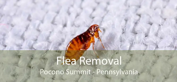 Flea Removal Pocono Summit - Pennsylvania