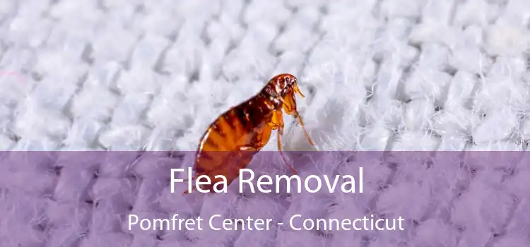 Flea Removal Pomfret Center - Connecticut