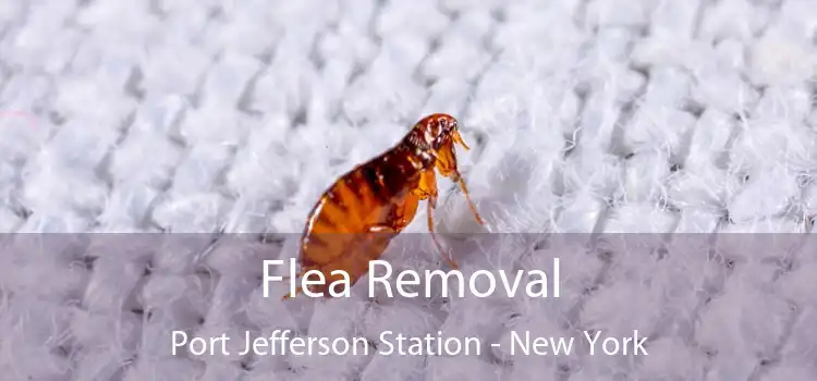 Flea Removal Port Jefferson Station - New York