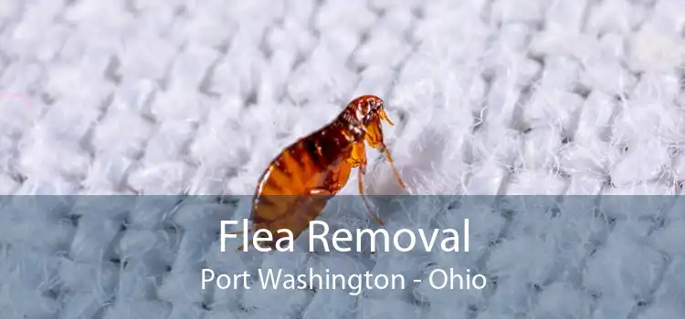 Flea Removal Port Washington - Ohio