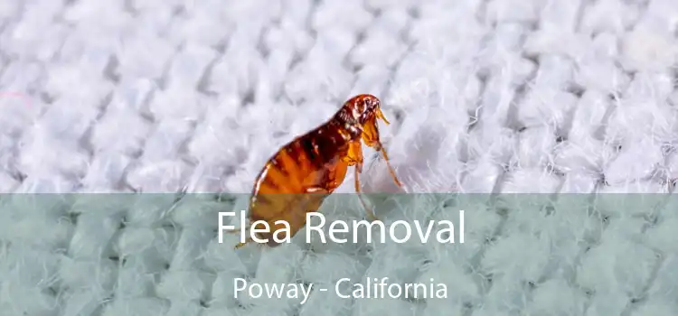 Flea Removal Poway - California