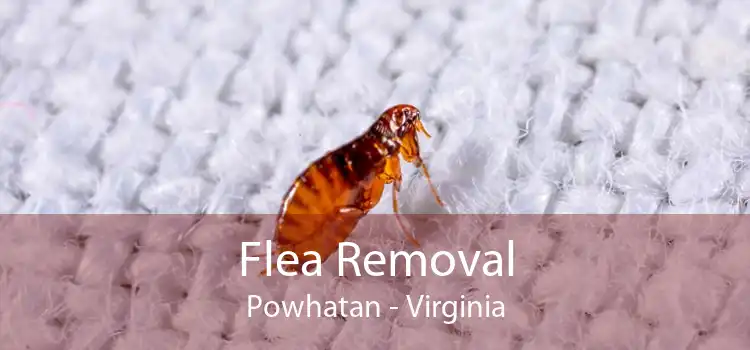 Flea Removal Powhatan - Virginia
