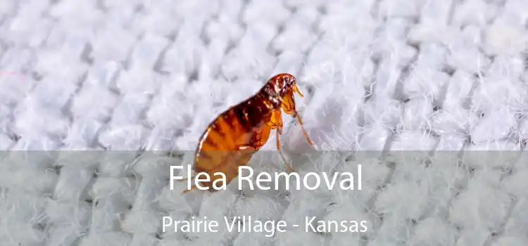 Flea Removal Prairie Village - Kansas