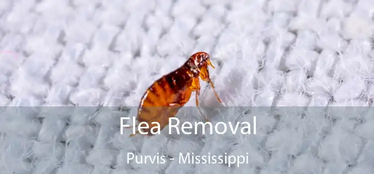 Flea Removal Purvis - Mississippi