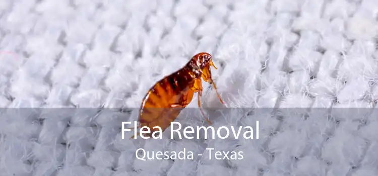 Flea Removal Quesada - Texas