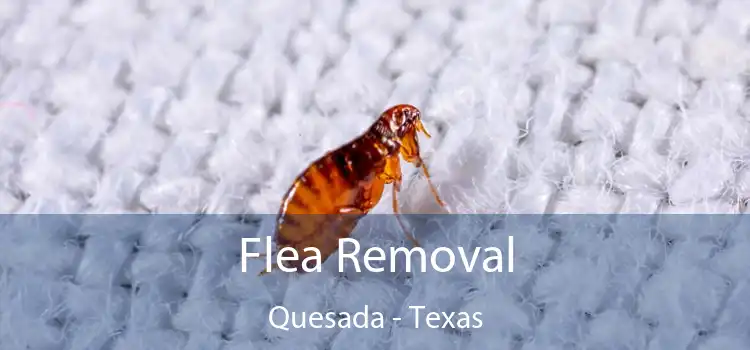 Flea Removal Quesada - Texas