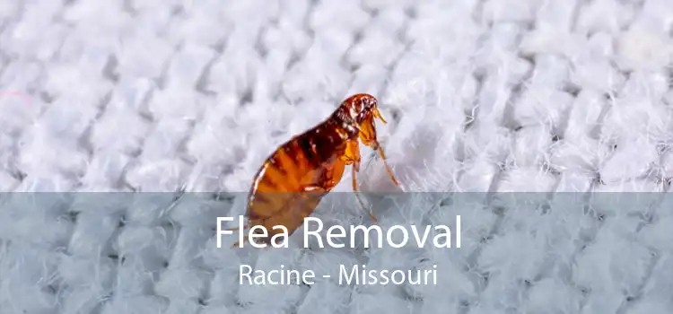 Flea Removal Racine - Missouri