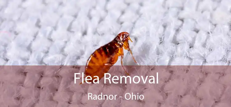 Flea Removal Radnor - Ohio