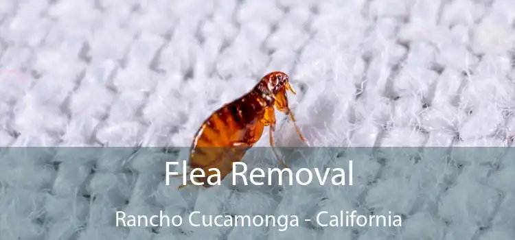 Flea Removal Rancho Cucamonga - California