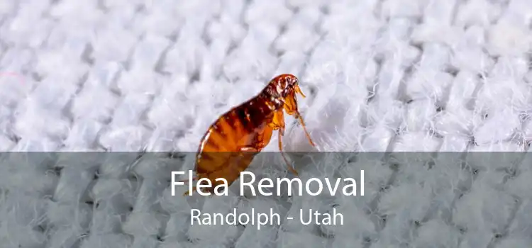Flea Removal Randolph - Utah