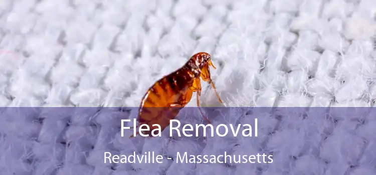 Flea Removal Readville - Massachusetts