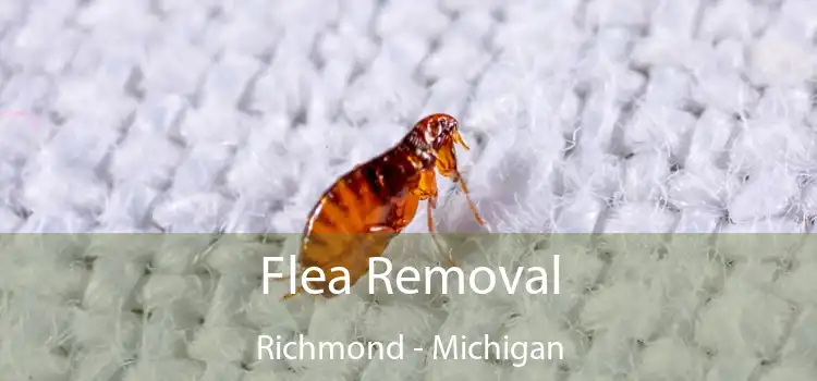 Flea Removal Richmond - Michigan