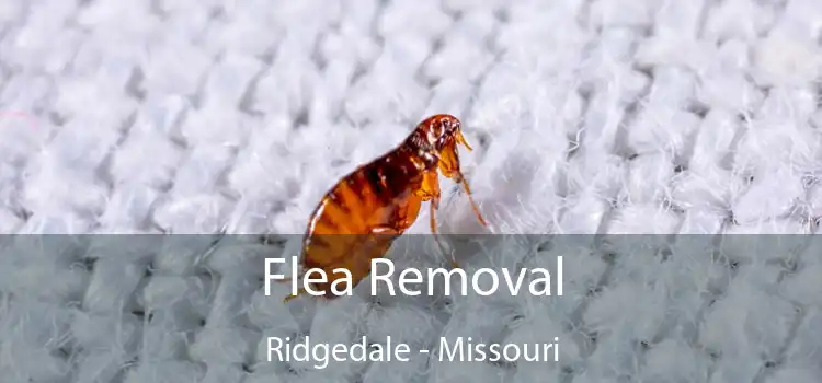 Flea Removal Ridgedale - Missouri