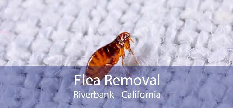 Flea Removal Riverbank - California