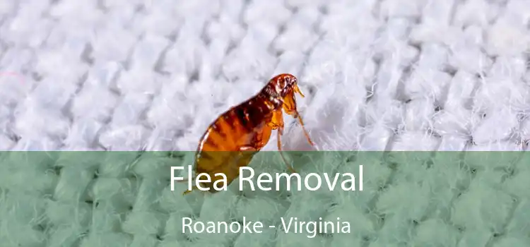 Flea Removal Roanoke - Virginia