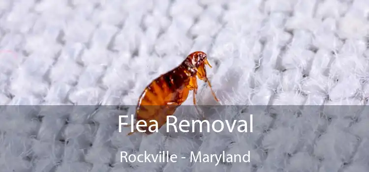 Flea Removal Rockville - Maryland