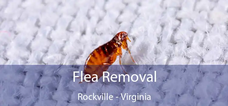 Flea Removal Rockville - Virginia