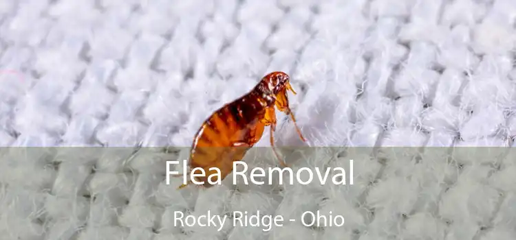 Flea Removal Rocky Ridge - Ohio