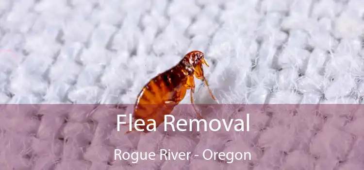 Flea Removal Rogue River - Oregon