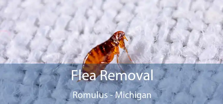 Flea Removal Romulus - Michigan