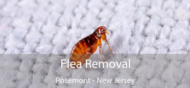 Flea Removal Rosemont - New Jersey