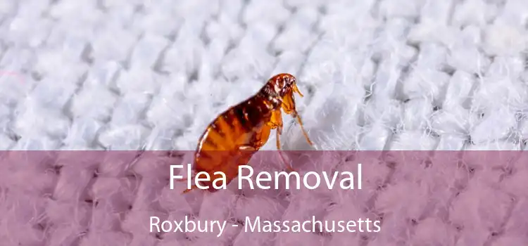 Flea Removal Roxbury - Massachusetts