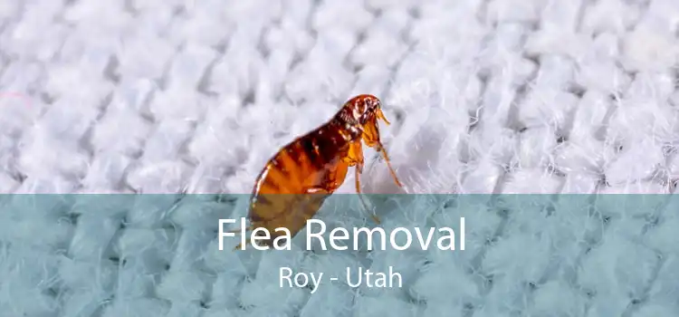 Flea Removal Roy - Utah