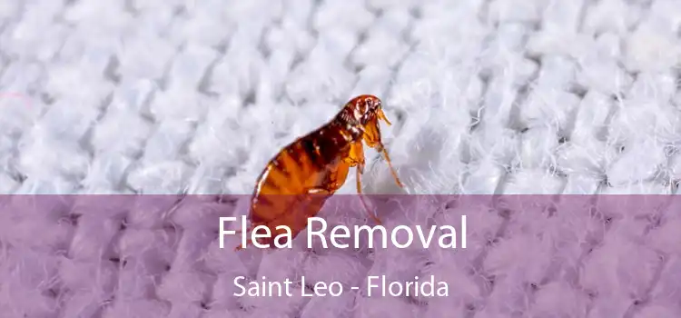 Flea Removal Saint Leo - Florida