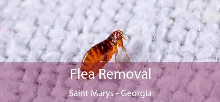 Flea Removal Saint Marys - Georgia