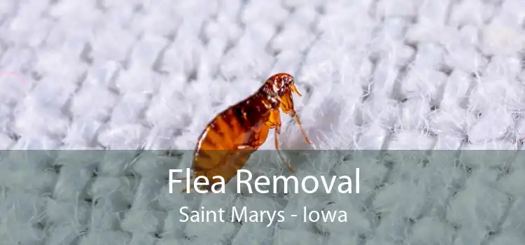 Flea Removal Saint Marys - Iowa
