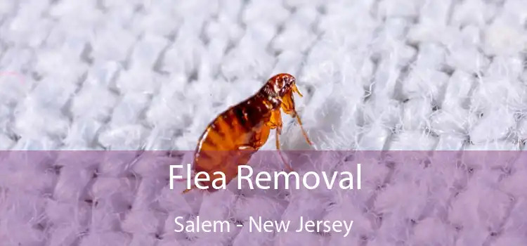 Flea Removal Salem - New Jersey
