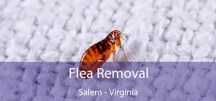 Flea Removal Salem - Virginia