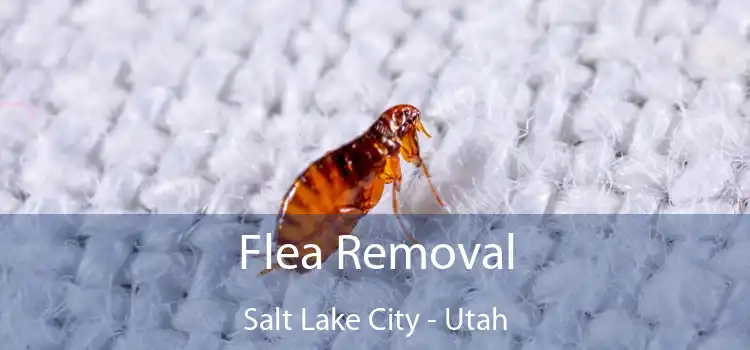 Flea Removal Salt Lake City - Utah