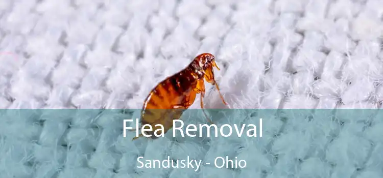 Flea Removal Sandusky - Ohio