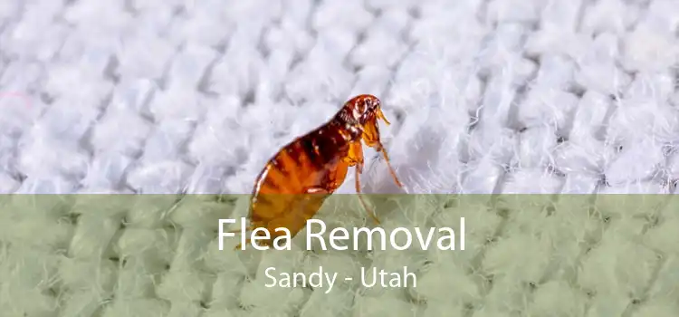 Flea Removal Sandy - Utah