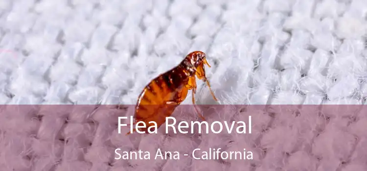 Flea Removal Santa Ana - California