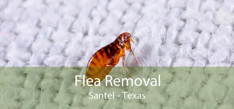 Flea Removal Santel - Texas