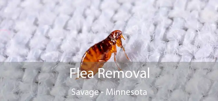 Flea Removal Savage - Minnesota