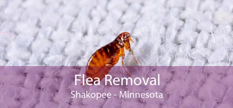 Flea Removal Shakopee - Minnesota