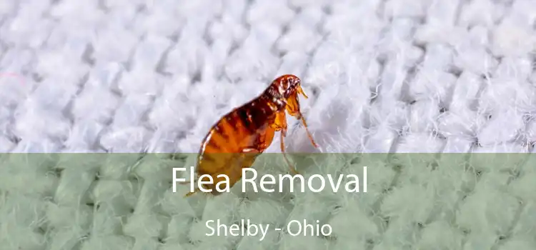 Flea Removal Shelby - Ohio