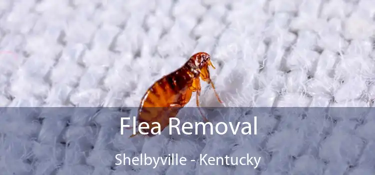 Flea Removal Shelbyville - Kentucky