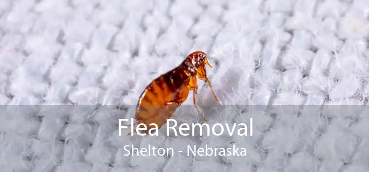 Flea Removal Shelton - Nebraska