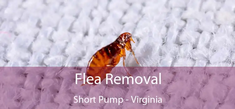 Flea Removal Short Pump - Virginia