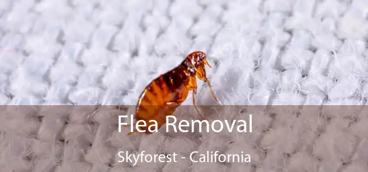 Flea Removal Skyforest - California
