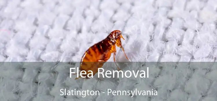 Flea Removal Slatington - Pennsylvania