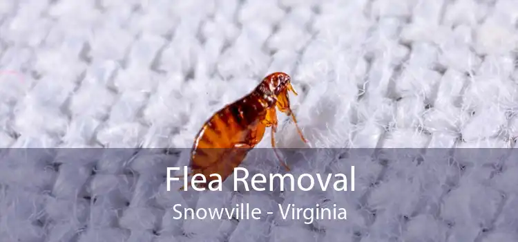 Flea Removal Snowville - Virginia