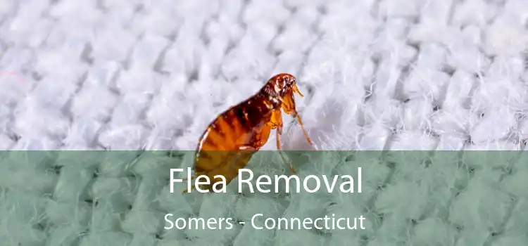 Flea Removal Somers - Connecticut