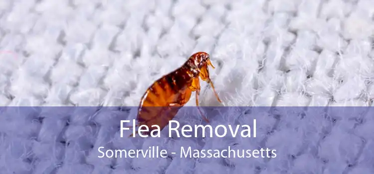 Flea Removal Somerville - Massachusetts