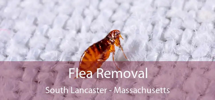Flea Removal South Lancaster - Massachusetts