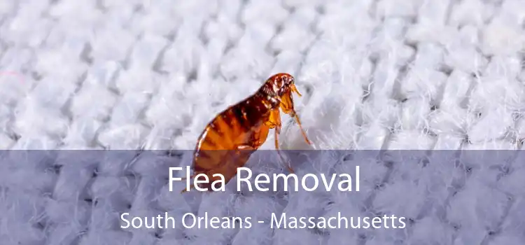 Flea Removal South Orleans - Massachusetts